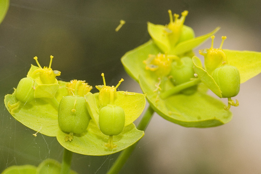 Euphorbia serrata / Euforbia dentata